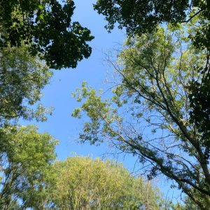 Family Camp at Abington Woods - 2–8 August 2026 - Image 3