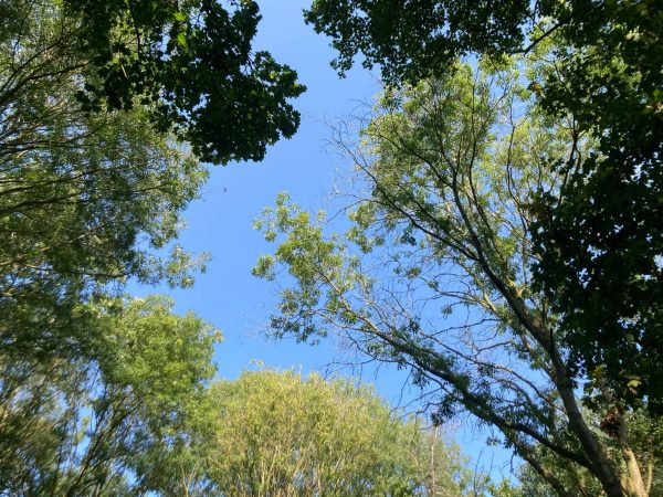 Family Camp at Abington Woods - 2–8 August 2026