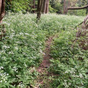 Family Camp at Abington Woods - 2–8 August 2026 - Image 5