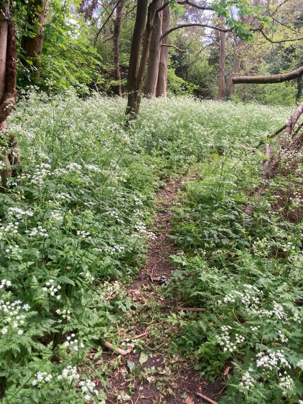 Family Camp at Abington Woods - 2–8 August 2026